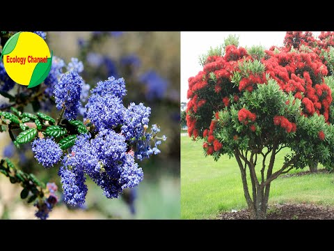 Descubre los tipos de arbustos que florecen en primavera